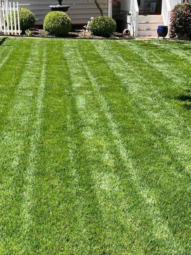 Elite Turf Type Tall Fescue The Lawn Medic